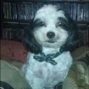 Meet your Posher, Echo